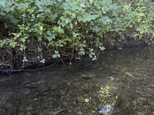 Ein natürliches Bachbett gewährt Fischen einen Unterschlupf. | Foto: Lauren Fahrenberger / MeinBezirk