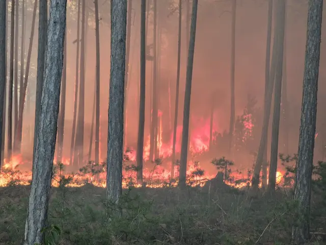 Im Föhrenwald kämpfen 700 Einsatzkräfte aus 84 Feuerwehren gegen den großflächigen Wald- und Flurbrand. | Foto: einsatzdoku.at