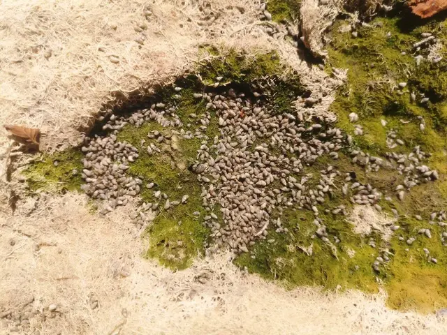 Ein ausgetrocknetes Bachbett voller Wasserschnecken. | Foto: Mühlbauer