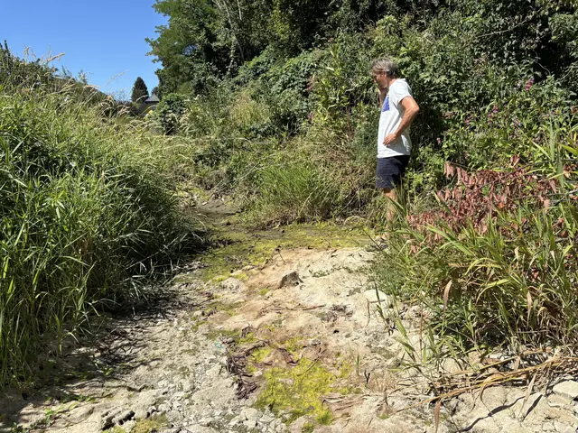 Durch Klimawandel und tiefem Grundwasserstand trocknen Wienerwalds Bäche immer öfter aus. | Foto: Lauren Fahrenberger / MeinBezirk