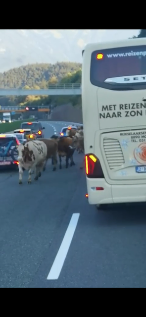 Die Kühe waren beim Wechseln der Weide ausgebüchst. | Foto: zVg