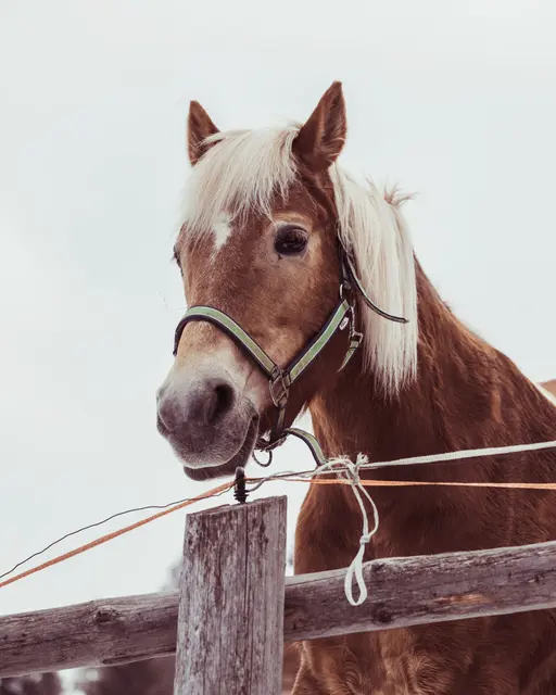 Das vermisste Pferd wurde im Puittal tot zwischen Latschen gefunden. (Symbolbild) | Foto: pexels / Bastian Riccardi