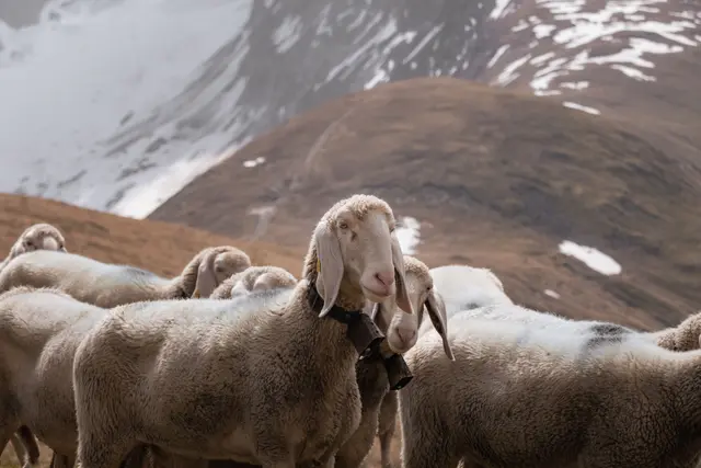 Ein Schaf lief auf der Timmelsjoch-Hochalpenstraße plötzlich über die Fahrbahn. (Symbolbild) | Foto: pexels / Niklas Jeromin