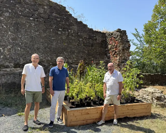 Bepflanzten das Clusius-Beet auf der Burg Güssing: Burgmanager Gilbert Lang, Stiftungsadministrator Michael Gerbavsits, Clusius-Obmann Ernst Breitegger (von links).  | Foto: Burgstiftung