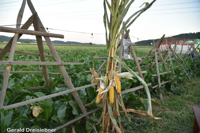 Foto: Gerald Dreisieber