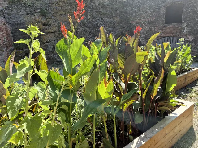 Die Canna stammt aus Mittel- und Südamerika und ist von Mexiko bis Argentinien zu finden. Seefahrer aus Spanien und Portugal brachten sie nach Europa.  | Foto: Burgstiftung