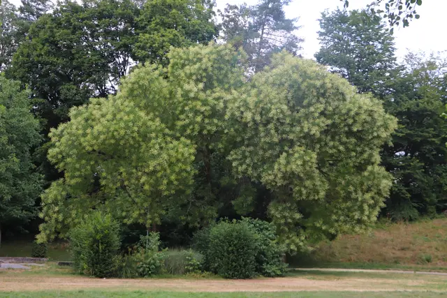 ...dieser herrliche Baum hat mich begeistert
und der süßliche Duft hat viele Insekten angelockt.