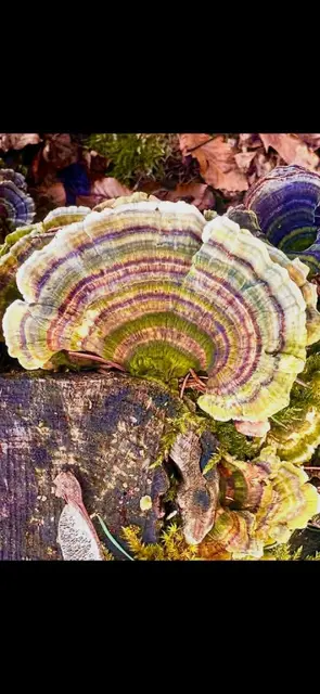 Martina Schlägl hat bereits viele außergewöhnliche und seltene Pilzarten entdeckt. | Foto: Schlägl