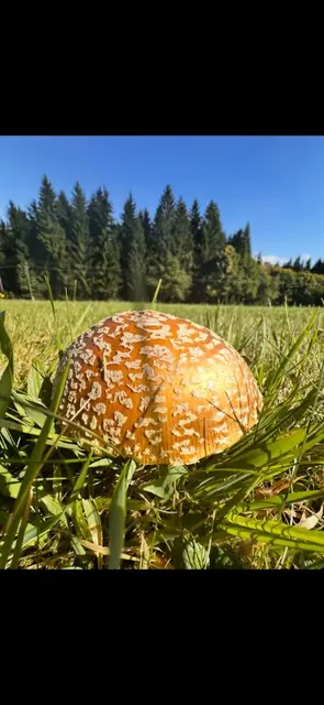 Foto: Schlägl