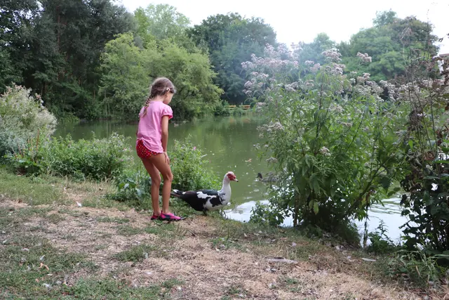 ...sehr zutraulich und gar nicht schreckhaft,
ist diese Warzenente, die lange allein im Park herum gewatschelt ist. 