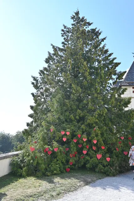Der Wunschbaum der Hofgartenfreunde. | Foto: Königer