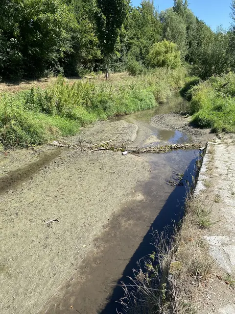 Der Hasebach führte ebenfalls extrem wenig Wasser. | Foto: Stadt Linz