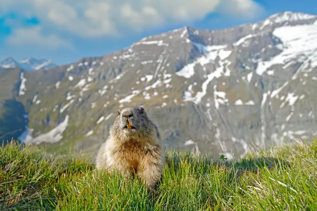 Die anhaltende Hitze setzt alpinen Wildtieren wie dem Murmeltier stark zu.  | Foto: OndrejProsicky/Smarterpix