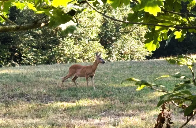 Rehe suchen aktuell in erster Linie Wasser im Siedlungsgebiet Kreuzberg, oberhalb der Stadt Schärding. | Foto: Franz Gruber