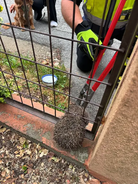 Der Igel konnte unverletzt befreit werden. | Foto: HFW Villach
