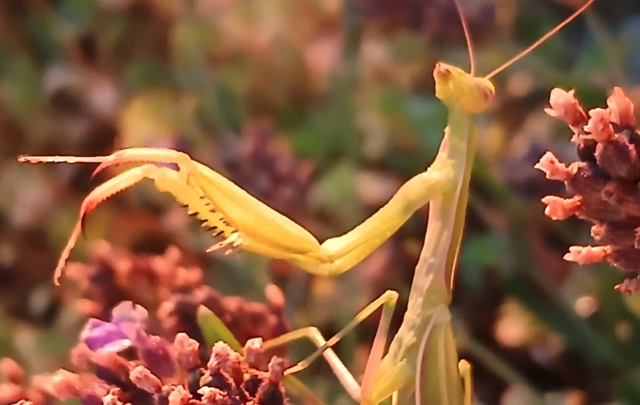 Eine Gottesanbeterin macht es sich im Garten von Familie Brandstetter gemütlich. | Foto: Brandstetter