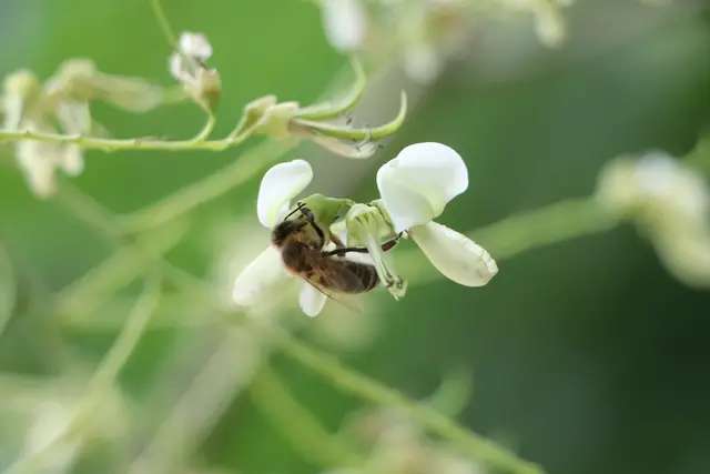 ...süße Nahrung für das Bienchen.