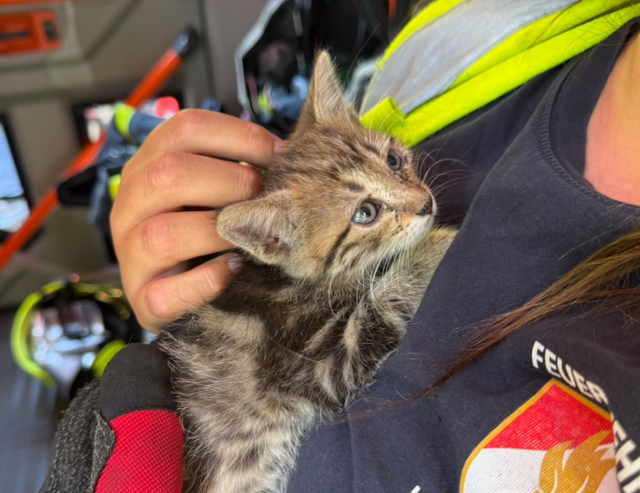 Ein junges Kätzchen hatte sich bei einem Hotel im Stadtteil Warmbad in den Motorraum eines geparkten Autos verirrt. | Foto: HFW Villach
