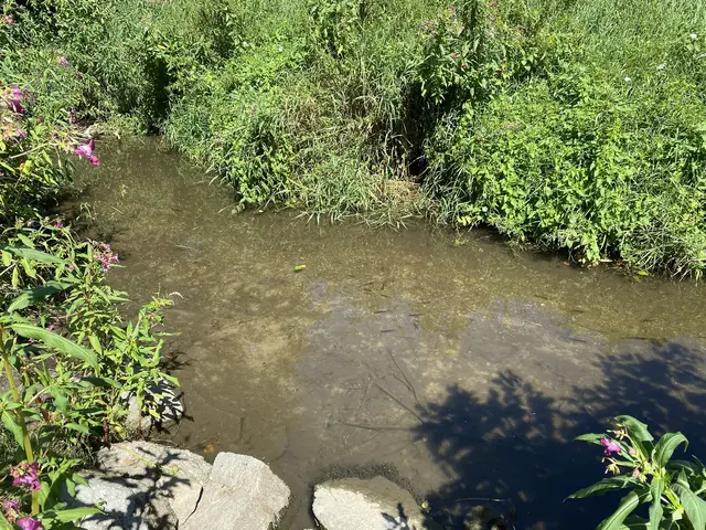 Ein durch Biberdämme aufgestauter Abschnitt des Sammelgerinnes bietet aktuell den letzten Rückzugsort für Fische.  | Foto: Stadt Linz
