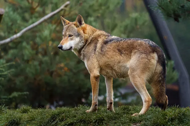 Ein Wolf wurde zum Abschuss freigegeben. (Symbolfoto) | Foto:  smarterpix/svobodaphotos