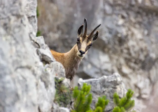 Kälteangepasste Tiere wie Gämse können kaum in höhere Lagen ausweichen. | Foto: VeronikaSuranova/Smarterpix