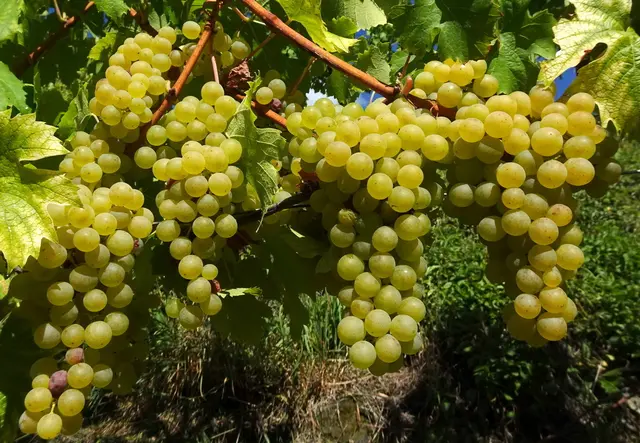 Reife Trauben, das wird ein gutes Tröpferl Wein. | Foto: Franz Sturmlechner