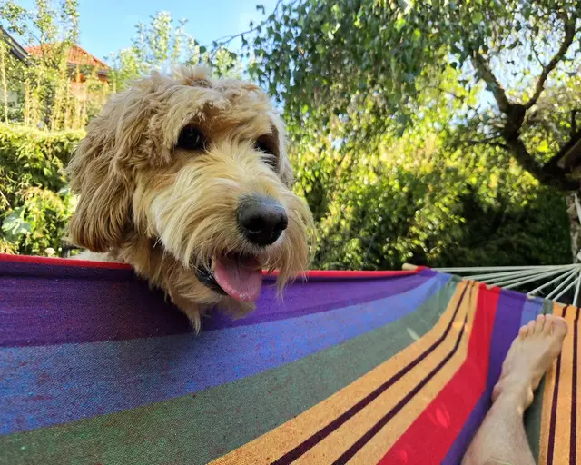Labradoodle-Dame Quinta sieht nicht ein, dass ihr Herrl in Reinsberg in der Sonne döst, wenn sie doch mit ihm spielen möchte. | Foto: Christian Hahn