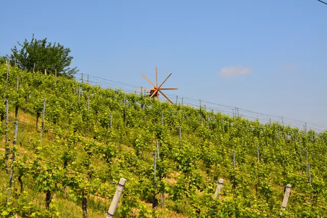 Es ist Mitte August und in der Südsteiermark beginnt bereits die Weinlese - früher als je zuvor. | Foto: Andy Mühlberger