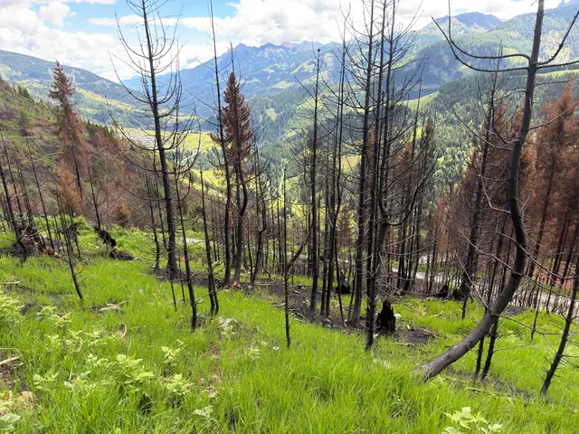 Am 11. Juni- wenige Wochen nach dem Waldbrand- in vielen Bereichen wurde der verbrannte Boden erstaunlich schnell wieder grün.  | Foto: BH Hermagor
