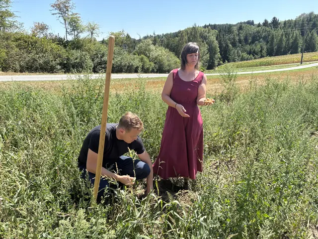 Die Kartoffeln sind so klein, dass sie nur als Tierfutter verwendet werden können - wenn sie nicht ganz verbrannt sind.  | Foto: MeinBezirk/Magdalena Wimmer