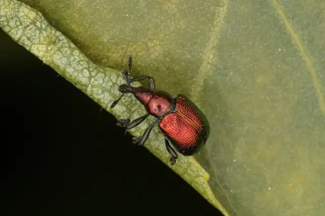 Der Pappelblattroller lebt auch in den March-Thaya-Auen.  | Foto: zVg