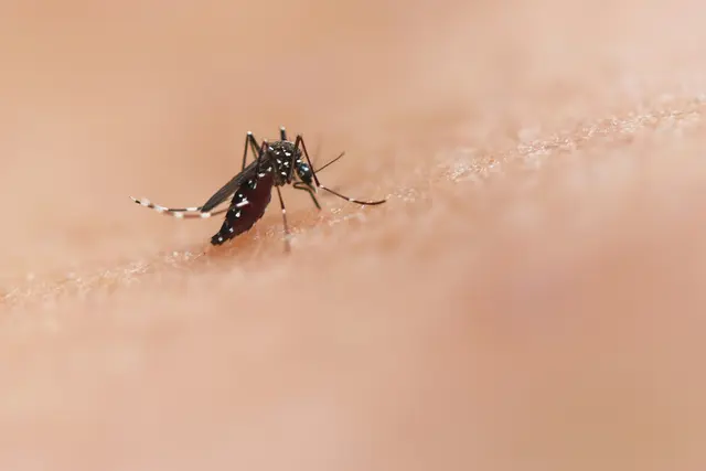 Mit vier einfachen Maßnahmen kann auch die Bevölkerung beitragen, um die Verbreitung der asiatischen Tigermücke einzudämmen. | Foto: unsplash/National Institute of Allergy and Infectious Diseases