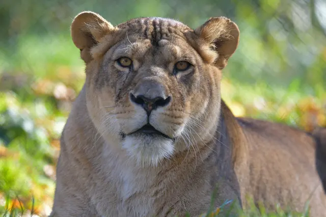 Zur Evaluierung ihrer Lebensqualität wurde bei einer umfassenden Untersuchung am Dienstag, dem 18. August 2026, laut Zoo Salzburg eine fortschreitende, degenerative Niereninsuffizienz festgestellt. | Foto: Kerstin Joensson