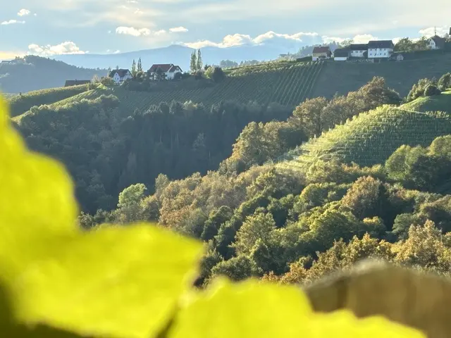 Die Weinlese in der Südsteiermark beginnt bereits in dieser Woche. | Foto: Waltraud Fischer