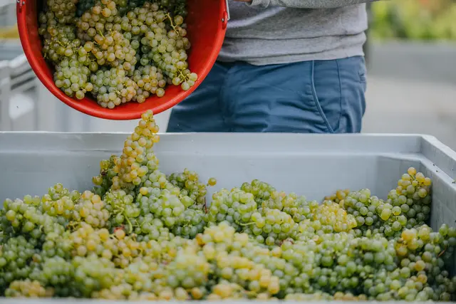 Bald wird es in den steirischen Weinkellern wieder gären. | Foto: Wein Steiermark © Johanna Lamprecht