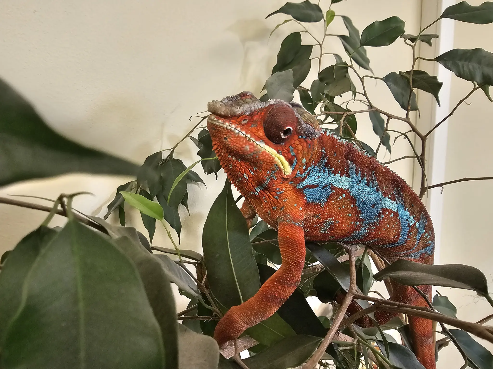 Animal introduction: Panther chameleon Pixel seeks reptile-experienced ...