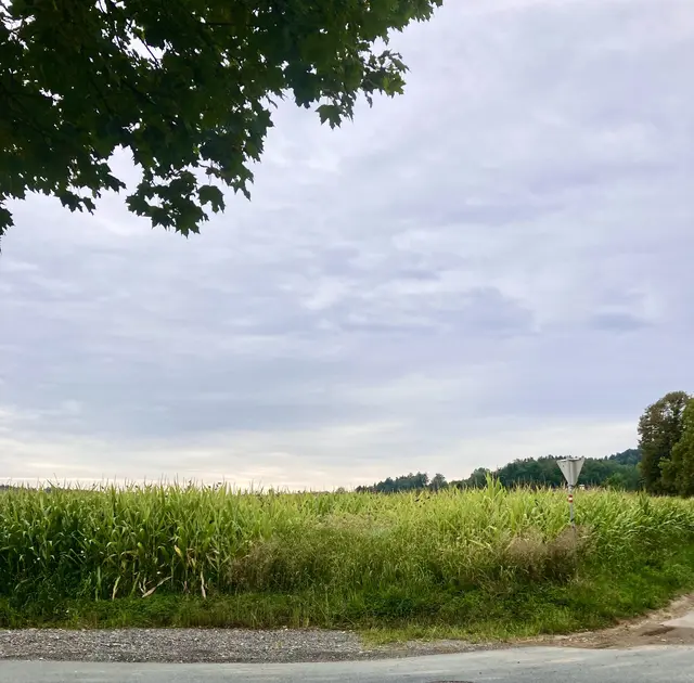 Wünsche Allen einen wunderschönen 
Abend … 🫶 | Foto: Bild: privat 