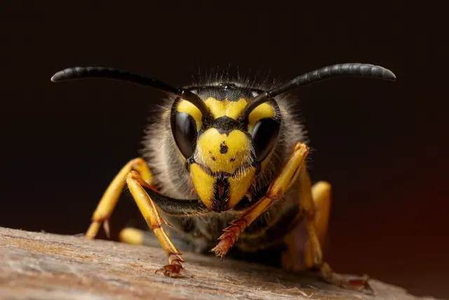 Wespenjahr: In Tirol hat sich die Zahl der Einsätze wegen Insektenstichen im Jahr 2026 vervielfacht, berichtet das Rote Kreuz. | Foto: Pexels