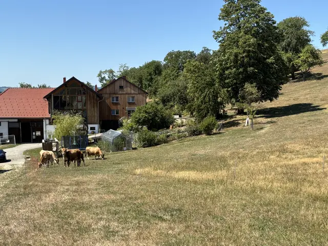 Seit Juni wächst kein Futter mehr für die Tiere.  | Foto: MeinBezirk/Magdalena Wimmer