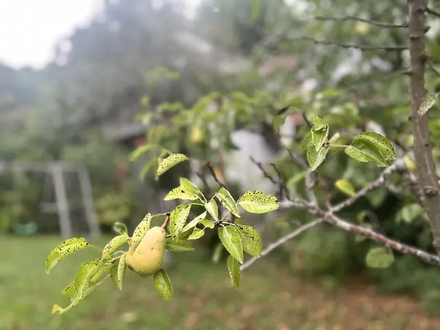 Der Birnbaum in ihrem Garten steht auch für Fluchers Verbundenheit mit der Heimat. | Foto: MeinBezirk/Gerda Sammer-Schmidt