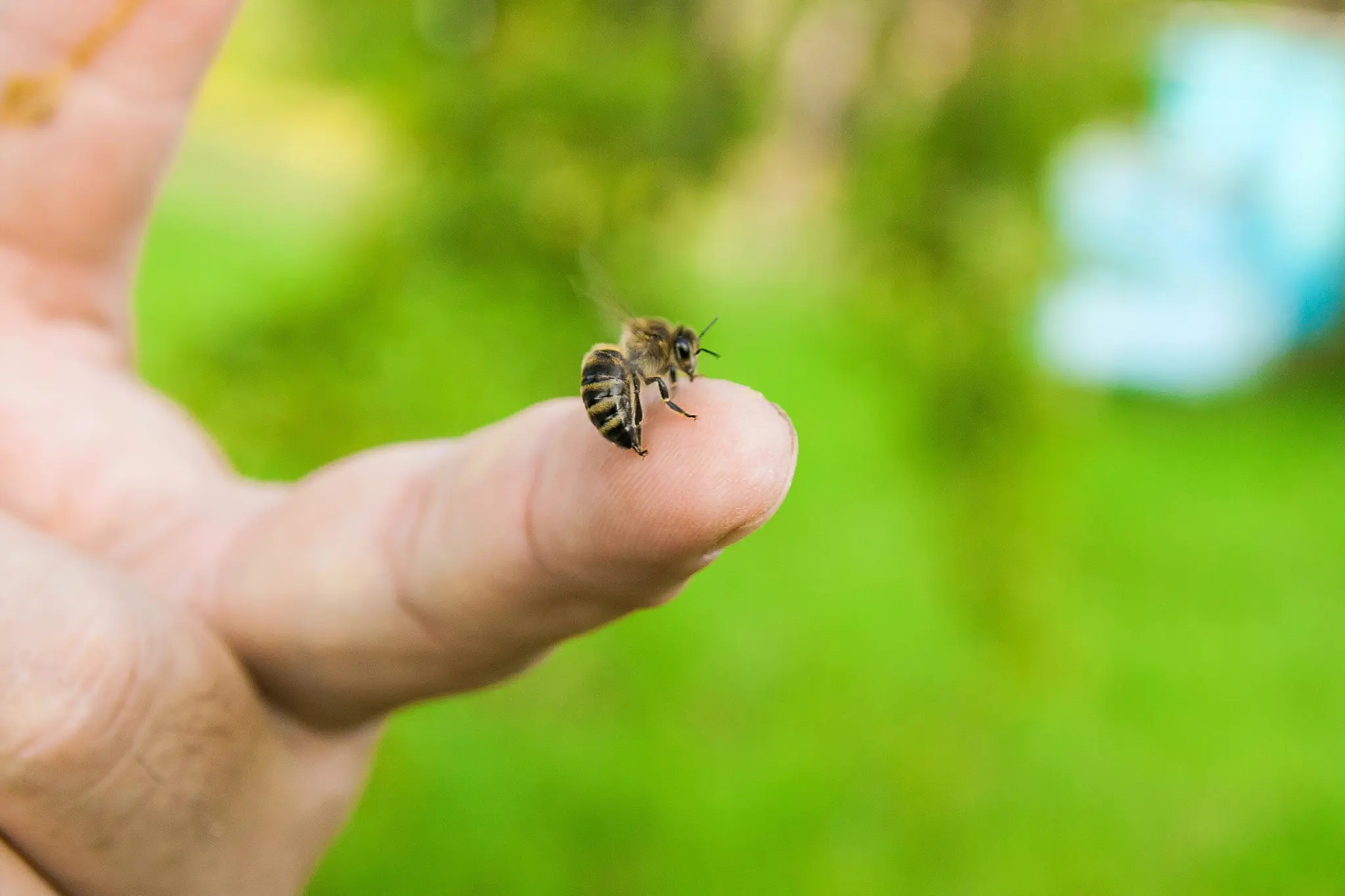 Bees, wasps & hornets: Seven deaths per year from insect stings in Austria