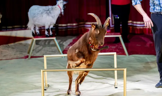 Die Darstellungen in Fürstenfeld finden auf der Zirkuswiese, Burgauer Straße statt. Die erste Aufführung beginnt am Donnerstag, dem 3. September um 16 Uhr.  | Foto: Circus Aros