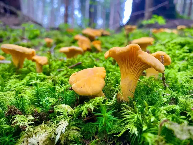 Eierschwammerl, Steinpilze &amp; Co – sprießen die kleinen Leckerbissen bald vermehrt in den Wäldern rund um Spittal? | Foto: MeinBezirk/Gratzer