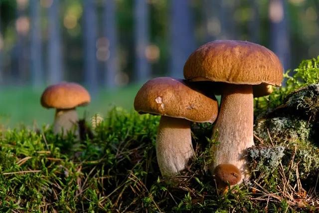 Steinpilze benötigen nach ausreichendem Regen etwa sieben bis zehn Tage zum Wachsen. (Symbolbild) | Foto: Kylli Kittus/Unsplash