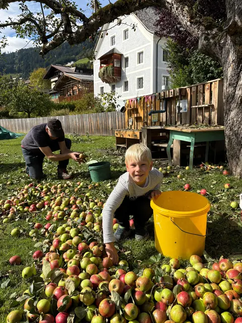Max der Enkel von Toni Lassacher hilft fleißig beim Epfö klauben | Foto: Obstpresse Bramberg