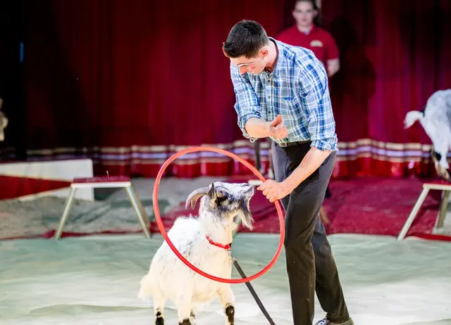Circus Aros setzt noch immer auf ein Herzstück des klassischen Zirkus, nämlich die artgerechte Arbeit mit Tieren.  | Foto: Circus Aros