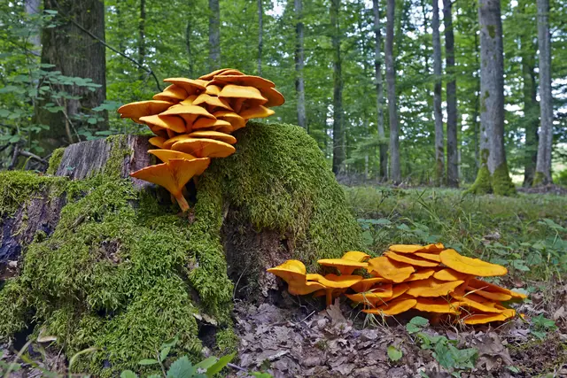 Finger weg: Der giftige Ölbaumtrichterling (Omphalotus olearius) ähnelt dem Eierschwammerl und kann starke Verdauungsbeschwerden auslösen. | Foto: APA-Images / Mary Evans / Rights Managed