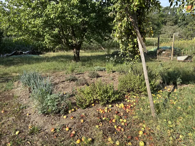 Der kleine Kräutergarten