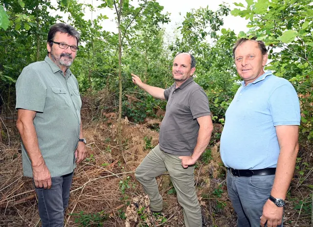 Gerhard Lentschig, Robert Hafenscher und Robert Lochner begutachten den Baumbestand. | Foto: Hohenegger / Stadtgemeinde Horn
