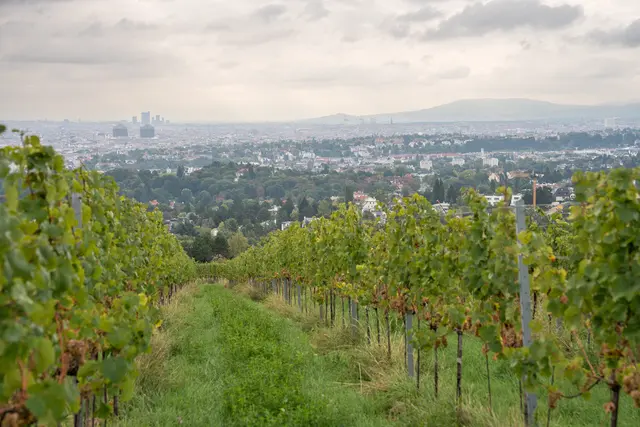 Den Winzerinnen und Winzern der Stadt macht die Trockenheit zu schaffen.  | Foto: Valentina Marinelic/MeinBezirk